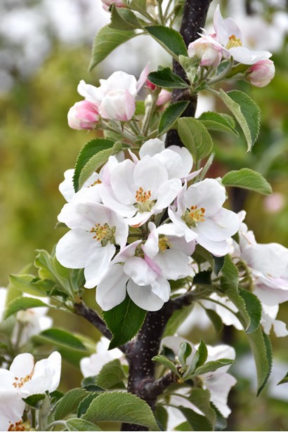 Яблоня колоновидная Титания цветы